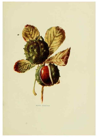 Reproducción/Reproduction 22798774576: Wild fruits of the country-side,. London :Hutchinson,1902.