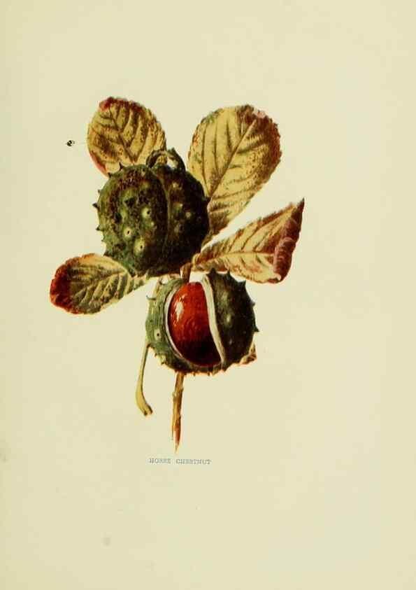 Reproducción/Reproduction 22798774576: Wild fruits of the country-side,. London :Hutchinson,1902.