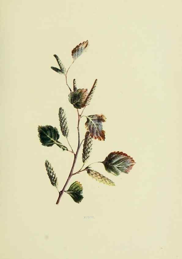 Reproducción/Reproduction 22432621909: Wild fruits of the country-side,. London :Hutchinson,1902.