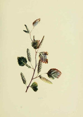 Reproducción/Reproduction 22432621909: Wild fruits of the country-side,. London :Hutchinson,1902.