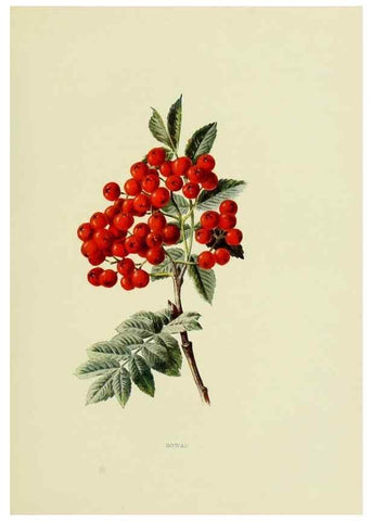 Reproducción/Reproduction 22406422348: Wild fruits of the country-side,. London :Hutchinson,1902.
