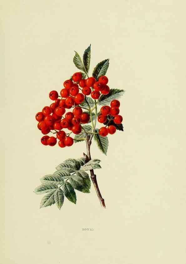 Reproducción/Reproduction 22406422348: Wild fruits of the country-side,. London :Hutchinson,1902.