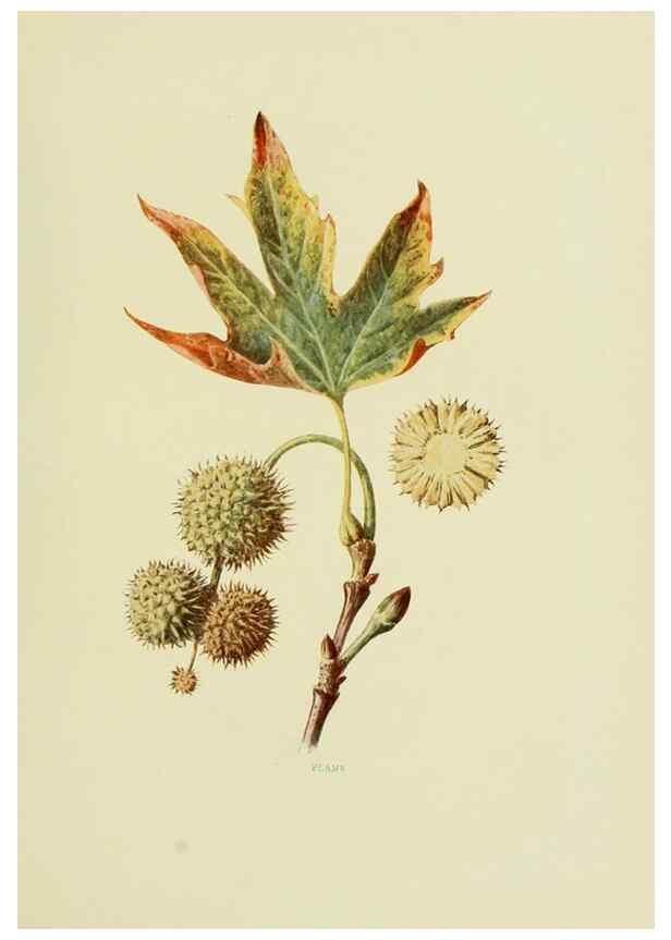 Reproducción/Reproduction 22432629899: Wild fruits of the country-side,. London :Hutchinson,1902.