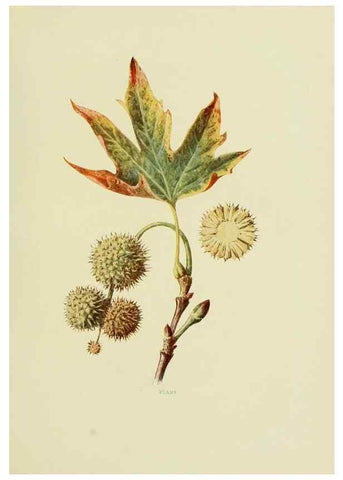 Reproducción/Reproduction 22432629899: Wild fruits of the country-side,. London :Hutchinson,1902.