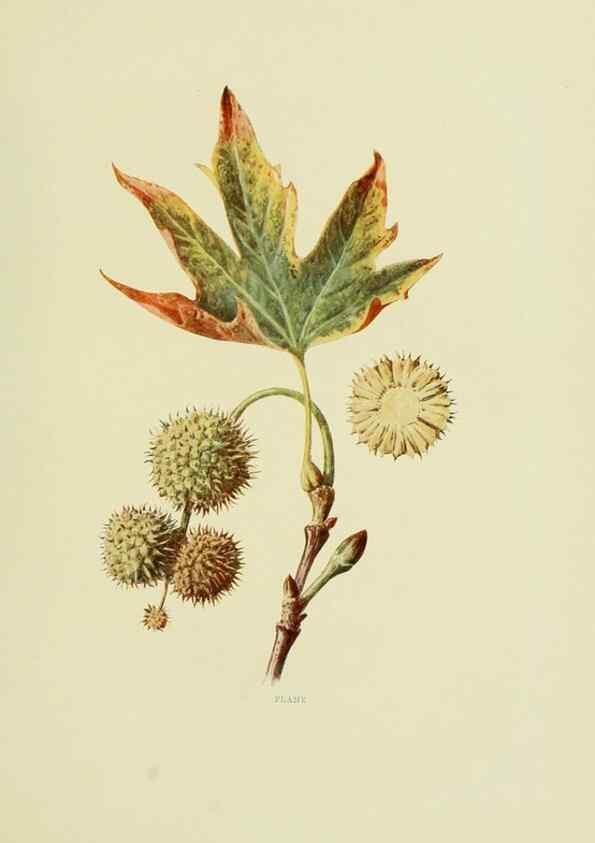 Reproducción/Reproduction 22432629899: Wild fruits of the country-side,. London :Hutchinson,1902.