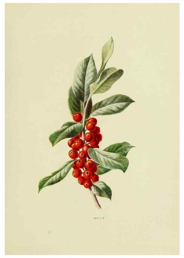 Reproducción/Reproduction 22432632109: Wild fruits of the country-side,. London :Hutchinson,1902.