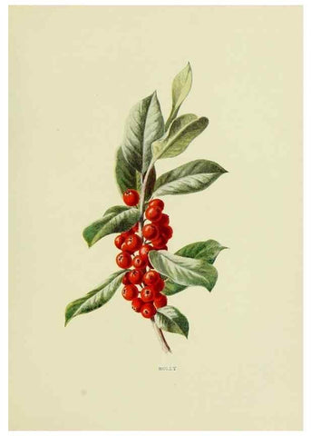 Reproducción/Reproduction 22432632109: Wild fruits of the country-side,. London :Hutchinson,1902.