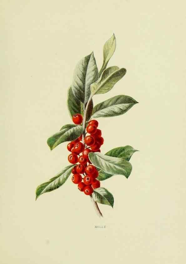 Reproducción/Reproduction 22432632109: Wild fruits of the country-side,. London :Hutchinson,1902.