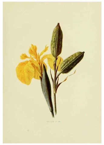 Reproducción/Reproduction 22432634659: Wild fruits of the country-side,. London :Hutchinson,1902.