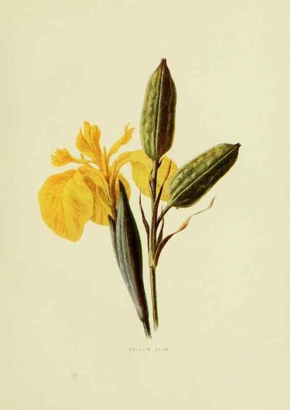 Reproducción/Reproduction 22432634659: Wild fruits of the country-side,. London :Hutchinson,1902.