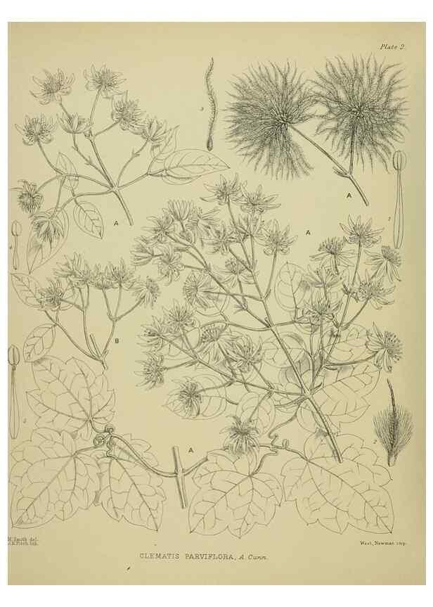 Reproducción/Reproduction 23838293802: Illustrations of the New Zealand flora /. Wellington :John Mackay, Govt. Printer,1914.