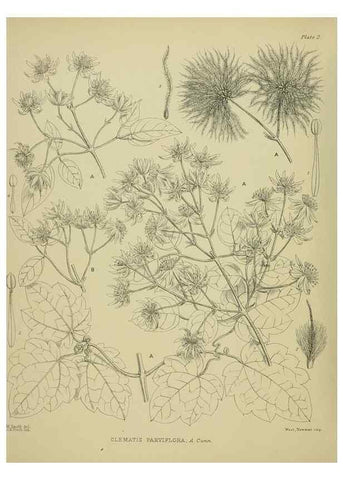 Reproducción/Reproduction 23838293802: Illustrations of the New Zealand flora /. Wellington :John Mackay, Govt. Printer,1914.