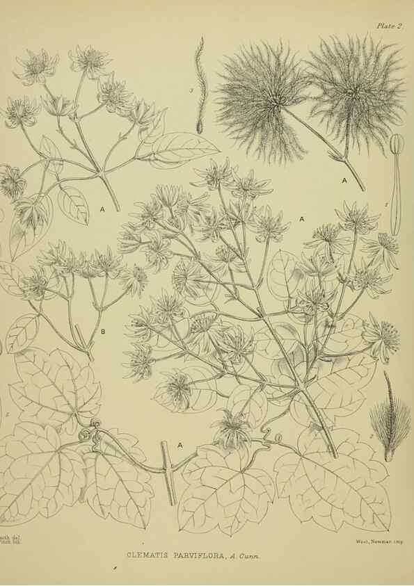 Reproducción/Reproduction 23838293802: Illustrations of the New Zealand flora /. Wellington :John Mackay, Govt. Printer,1914.