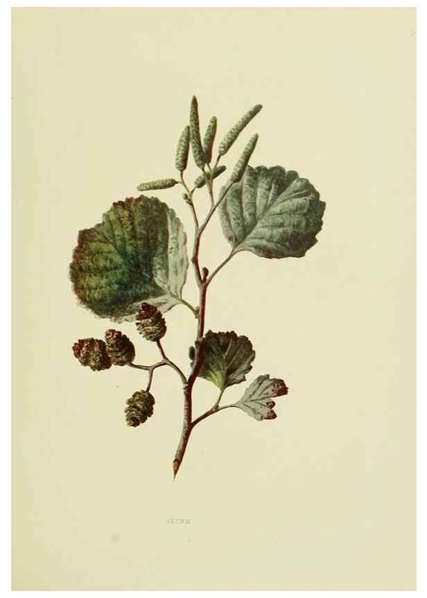 Reproducción/Reproduction 22798793126: Wild fruits of the country-side,. London :Hutchinson,1902.