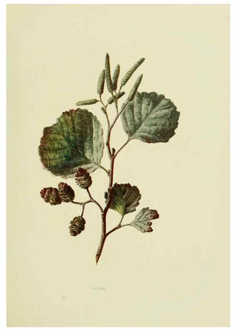 Reproducción/Reproduction 22798793126: Wild fruits of the country-side,. London :Hutchinson,1902.