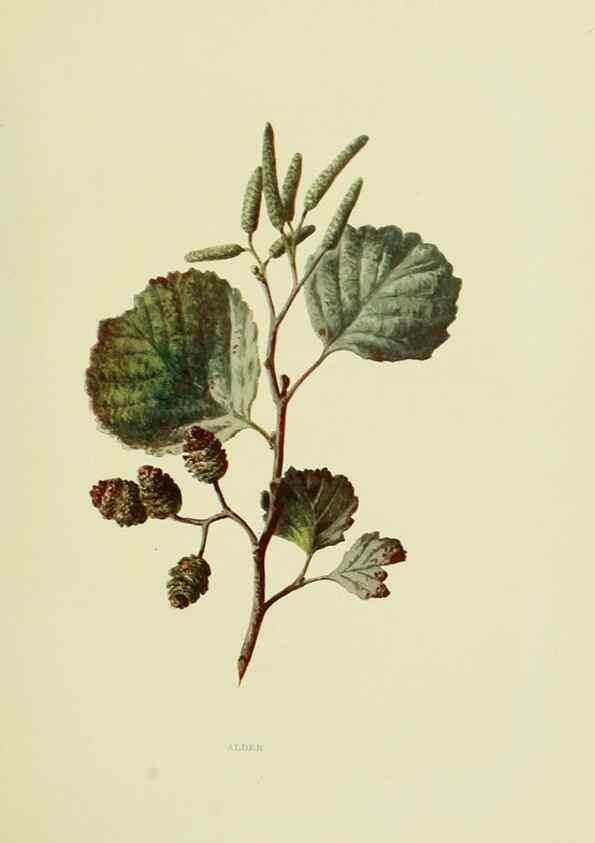 Reproducción/Reproduction 22798793126: Wild fruits of the country-side,. London :Hutchinson,1902.