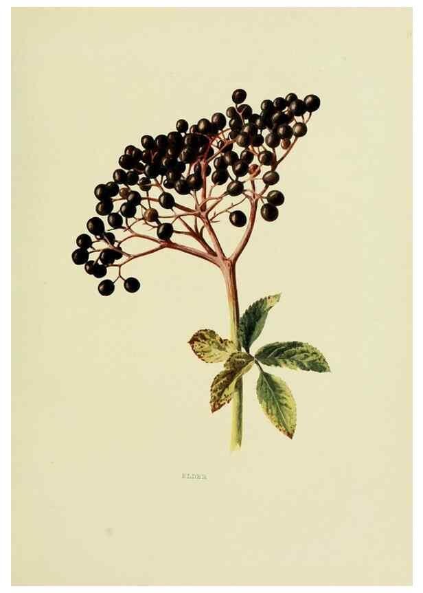 Reproducción/Reproduction 22432641839: Wild fruits of the country-side,. London :Hutchinson,1902.