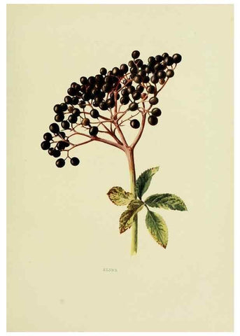 Reproducción/Reproduction 22432641839: Wild fruits of the country-side,. London :Hutchinson,1902.
