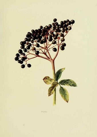 Reproducción/Reproduction 22432641839: Wild fruits of the country-side,. London :Hutchinson,1902.