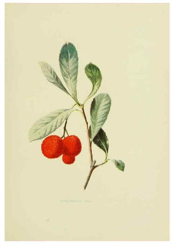 Reproducción/Reproduction 22636818360: Wild fruits of the country-side,. London :Hutchinson,1902.