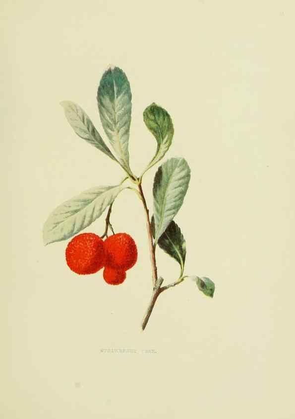 Reproducción/Reproduction 22636818360: Wild fruits of the country-side,. London :Hutchinson,1902.