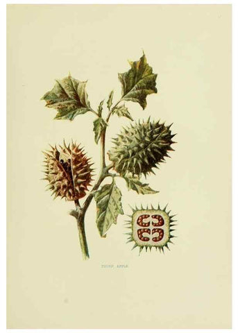 Reproducción/Reproduction 22406446048: Wild fruits of the country-side,. London :Hutchinson,1902.