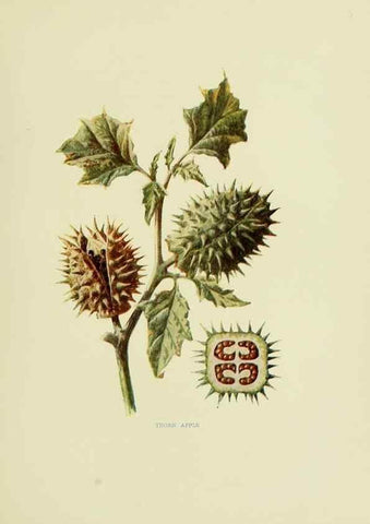 Reproducción/Reproduction 22406446048: Wild fruits of the country-side,. London :Hutchinson,1902.