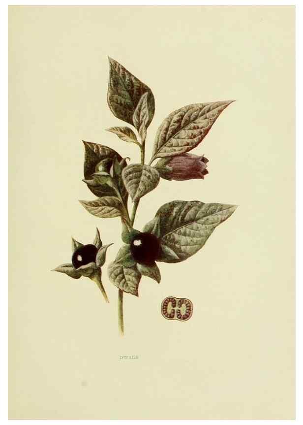 Reproducción/Reproduction 22636823530: Wild fruits of the country-side,. London :Hutchinson,1902.