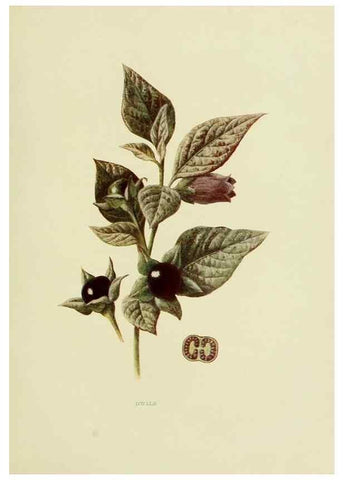 Reproducción/Reproduction 22636823530: Wild fruits of the country-side,. London :Hutchinson,1902.