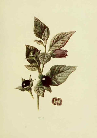 Reproducción/Reproduction 22636823530: Wild fruits of the country-side,. London :Hutchinson,1902.