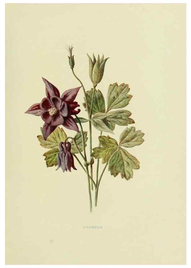 Reproducción/Reproduction 22406442627: Wild fruits of the country-side,. London :Hutchinson,1902.