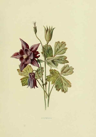 Reproducción/Reproduction 22406442627: Wild fruits of the country-side,. London :Hutchinson,1902.