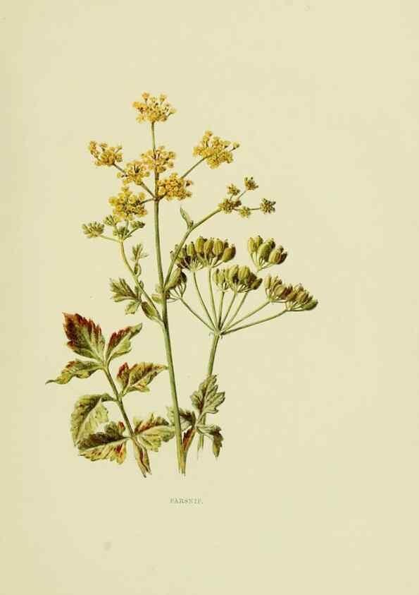 Reproducción/Reproduction 22432657099: Wild fruits of the country-side,. London :Hutchinson,1902.