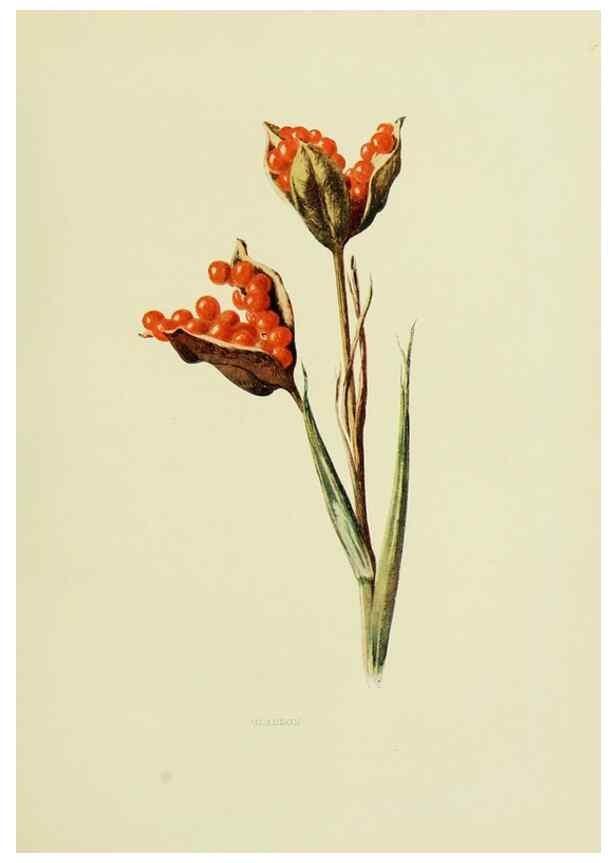 Reproducción/Reproduction 22798795726: Wild fruits of the country-side,. London :Hutchinson,1902.