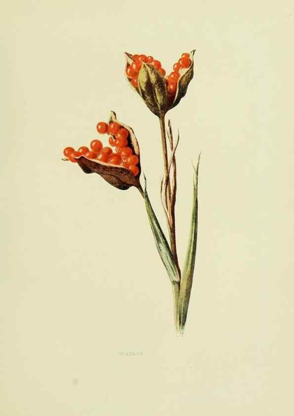 Reproducción/Reproduction 22798795726: Wild fruits of the country-side,. London :Hutchinson,1902.