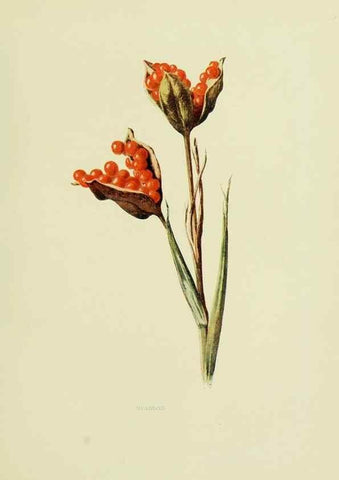 Reproducción/Reproduction 22798795726: Wild fruits of the country-side,. London :Hutchinson,1902.