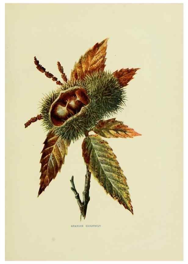 Reproducción/Reproduction 22811257672: Wild fruits of the country-side,. London :Hutchinson,1902.