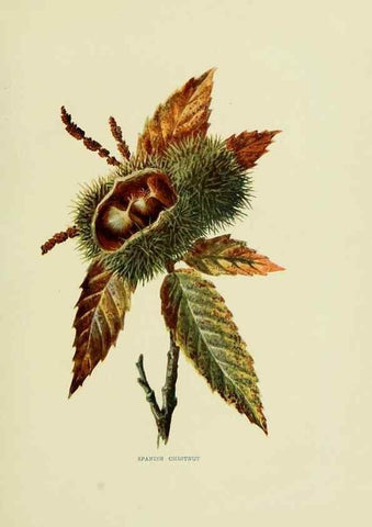 Reproducción/Reproduction 22811257672: Wild fruits of the country-side,. London :Hutchinson,1902.