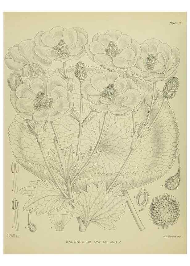 Reproducción/Reproduction 23650890080: Illustrations of the New Zealand flora /. Wellington :John Mackay, Govt. Printer,1914.