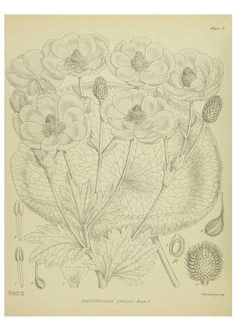 Reproducción/Reproduction 23650890080: Illustrations of the New Zealand flora /. Wellington :John Mackay, Govt. Printer,1914.