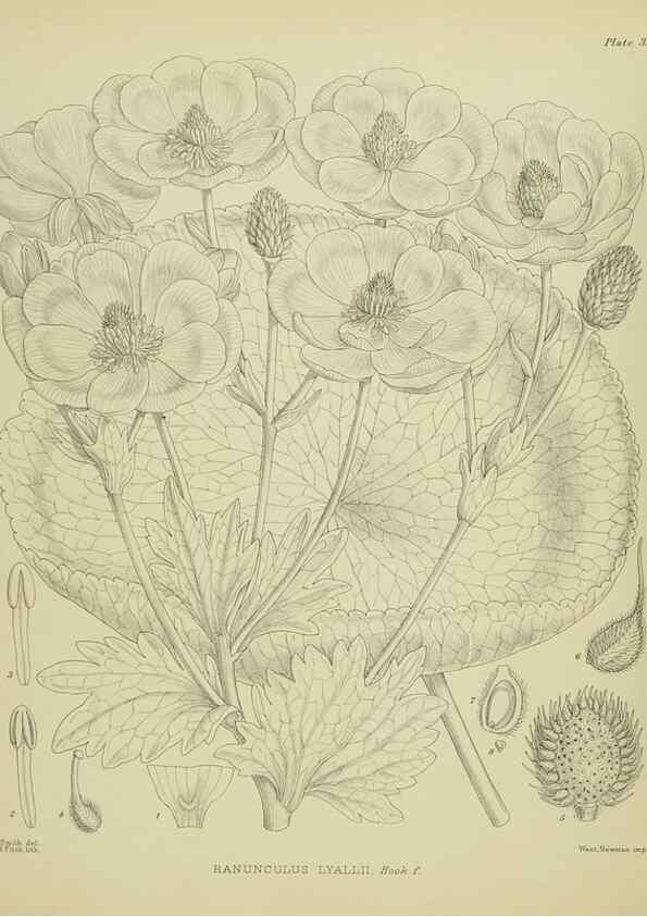 Reproducción/Reproduction 23650890080: Illustrations of the New Zealand flora /. Wellington :John Mackay, Govt. Printer,1914.