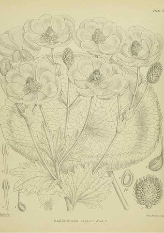 Reproducción/Reproduction 23650890080: Illustrations of the New Zealand flora /. Wellington :John Mackay, Govt. Printer,1914.