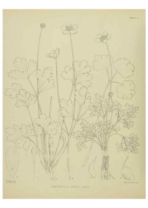 Reproducción/Reproduction 23920478186: Illustrations of the New Zealand flora /. Wellington :John Mackay, Govt. Printer,1914.