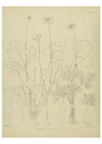 Reproducción/Reproduction 23920478186: Illustrations of the New Zealand flora /. Wellington :John Mackay, Govt. Printer,1914.