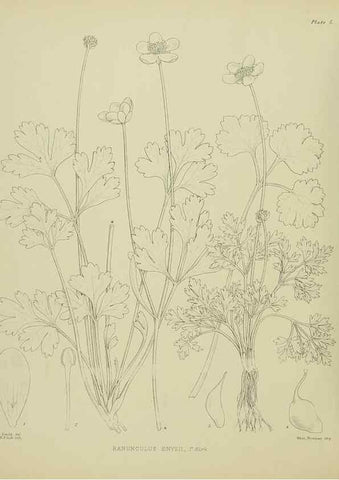Reproducción/Reproduction 23920478186: Illustrations of the New Zealand flora /. Wellington :John Mackay, Govt. Printer,1914.