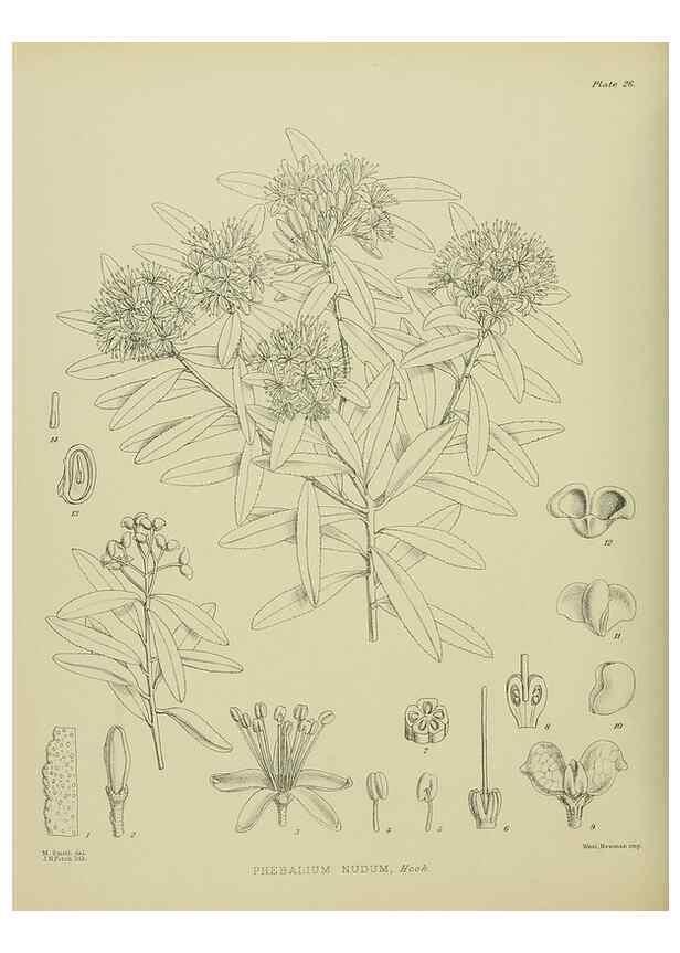 Reproducción/Reproduction 23920554316: Illustrations of the New Zealand flora /. Wellington :John Mackay, Govt. Printer,1914.