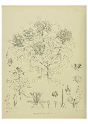 Reproducción/Reproduction 23920554316: Illustrations of the New Zealand flora /. Wellington :John Mackay, Govt. Printer,1914.