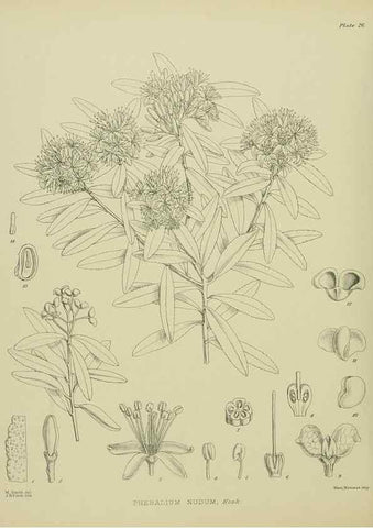 Reproducción/Reproduction 23920554316: Illustrations of the New Zealand flora /. Wellington :John Mackay, Govt. Printer,1914.