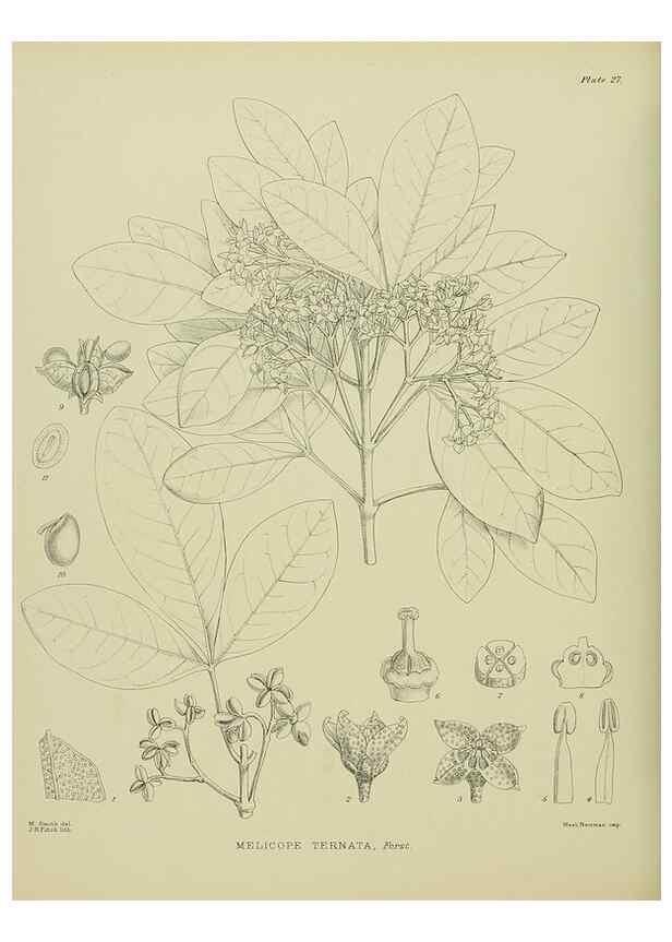 Reproducción/Reproduction 23319864303: Illustrations of the New Zealand flora /. Wellington :John Mackay, Govt. Printer,1914.