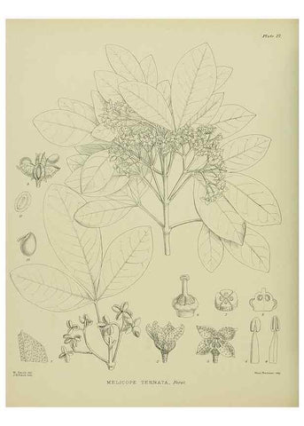 Reproducción/Reproduction 23319864303: Illustrations of the New Zealand flora /. Wellington :John Mackay, Govt. Printer,1914.